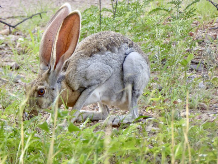 Antelope Jackrabbit