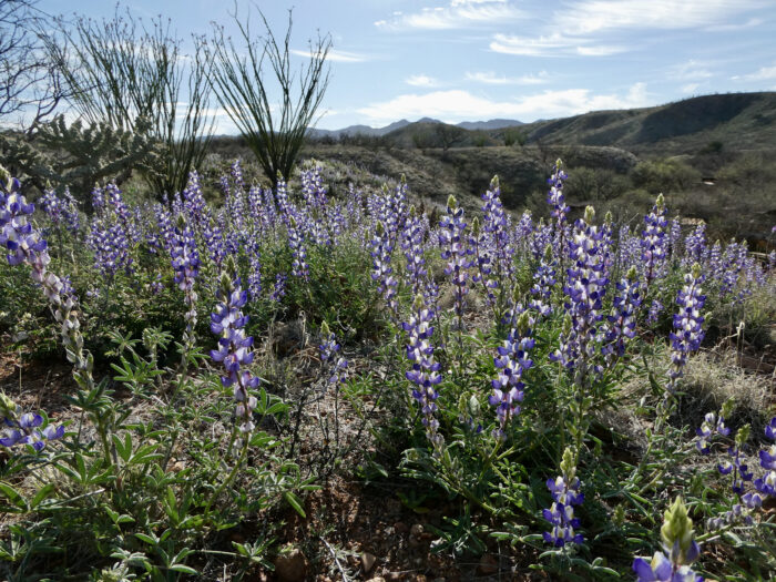 Lupines