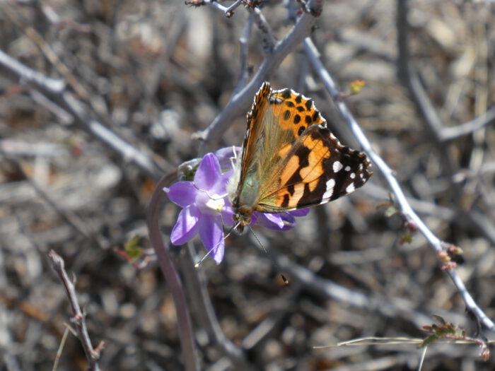 Papago Lilly & Painted Lady