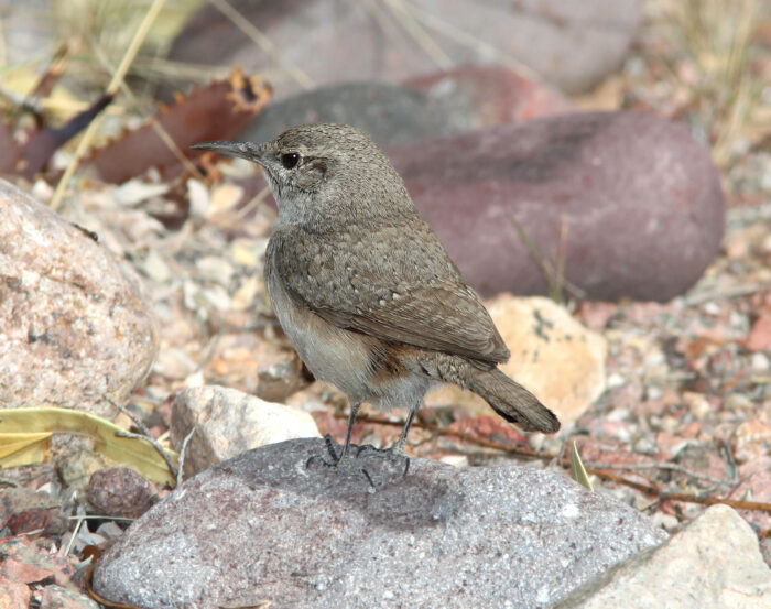 Rock Wren