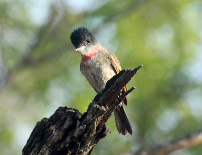 Rose-troated Becard