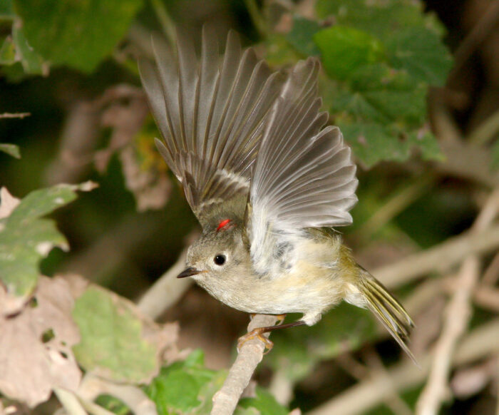 Ruby-crowned Kinglet