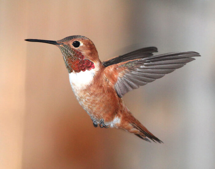 Rufous HM