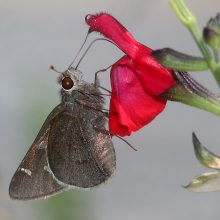 skipper-moon-marked-atrytonopis-lunusmadera