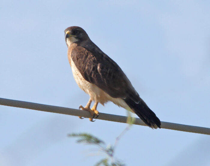 Swainson's Hawk