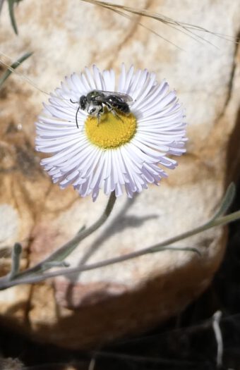Spreading Fleabane