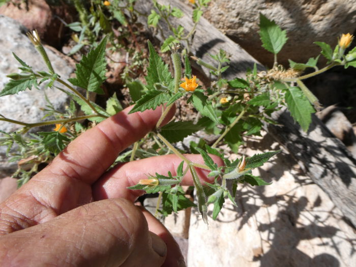 Tropical Blazingstar