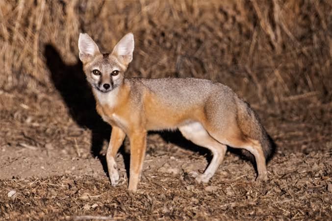 Kit Fox