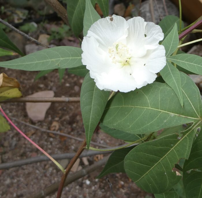 Wild Cotton