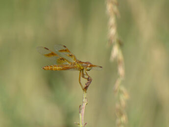 Dragonfly
