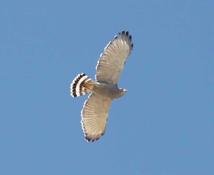 Gray Hawk