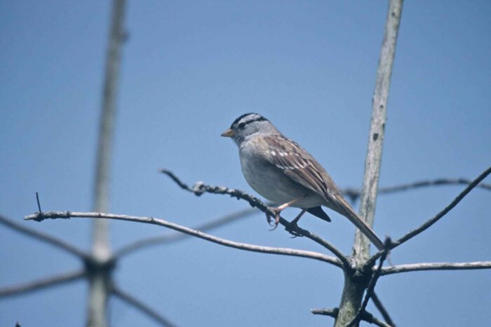 White crowned Sparrow
